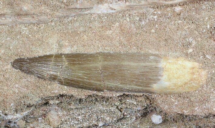 Fossil Plesiosaur (Zarafasaura) Tooth In Sandstone - Morocco #70311